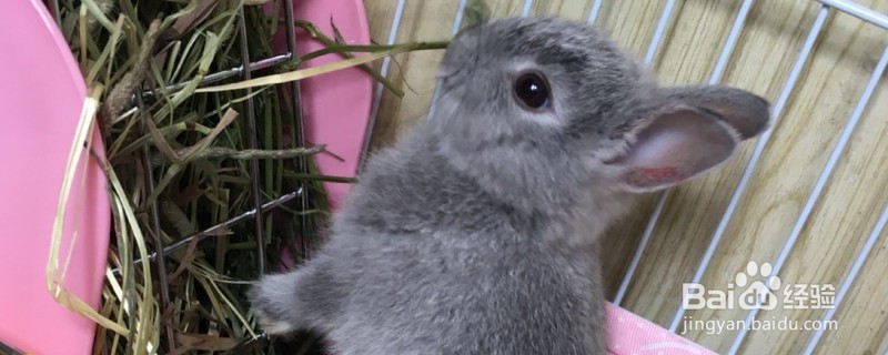 怎么养侏儒兔