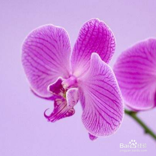 蝴蝶兰不开花是怎么回事?