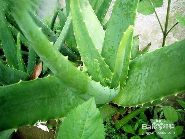 芦荟叶子发黄该怎么办？