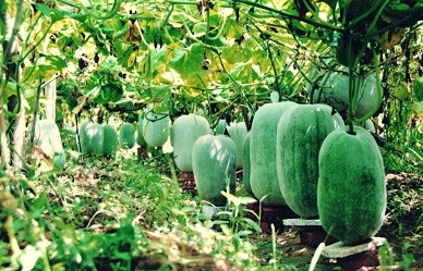 冬瓜做法大全家常炒菜