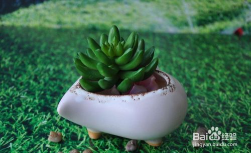 多肉花盆怎么选多肉花盆如何挑选 百度经验