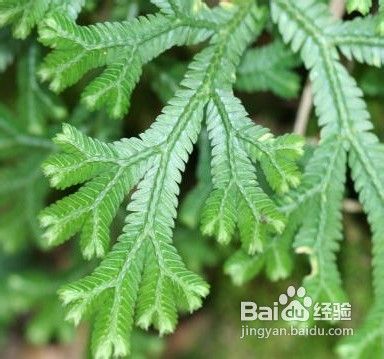 睫毛增长液使用睫毛变长