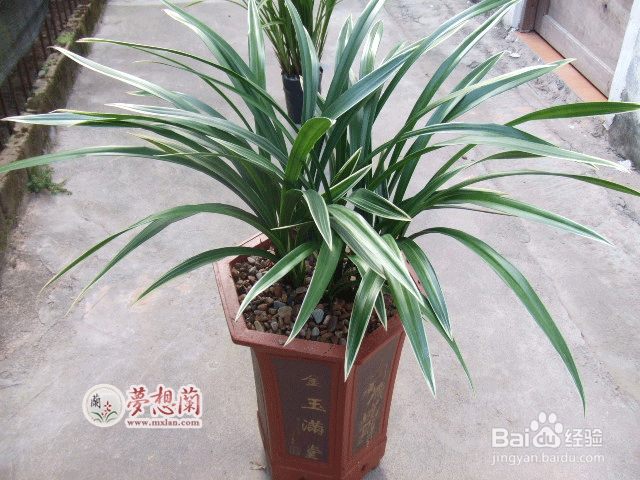 墨兰植料的选择