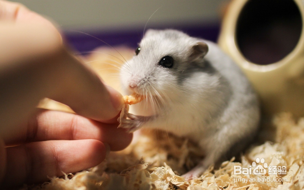 小孩养仓鼠注意事项 小孩养仓鼠要注意什么