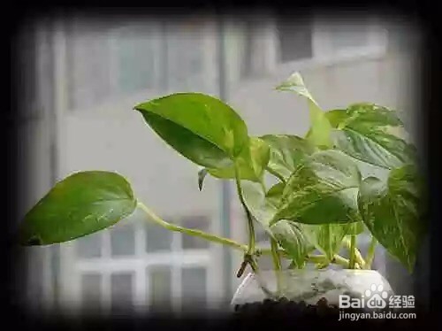 史上最吸毒的植物