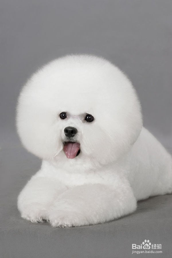 狗狗皮肤病要用什么药