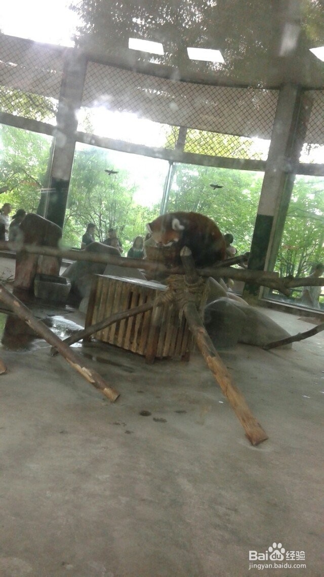 成都动物园旅游攻略