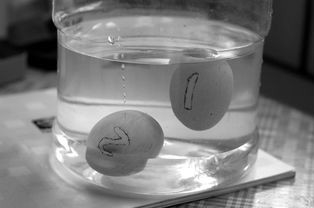 如何挑选新鲜鸡蛋。