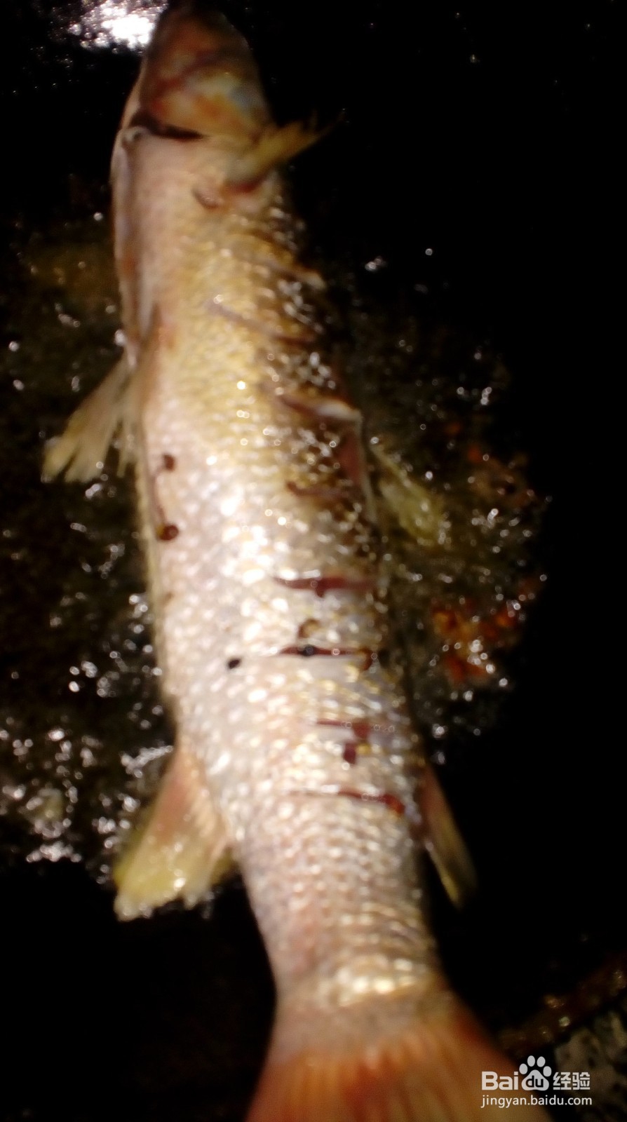 红烧梭鱼很好吃