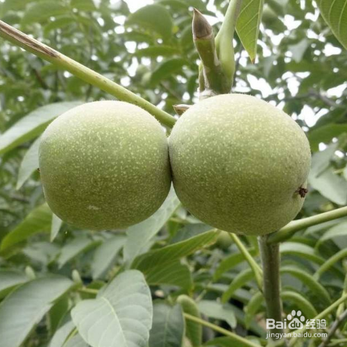 新鲜核桃怎样晾晒