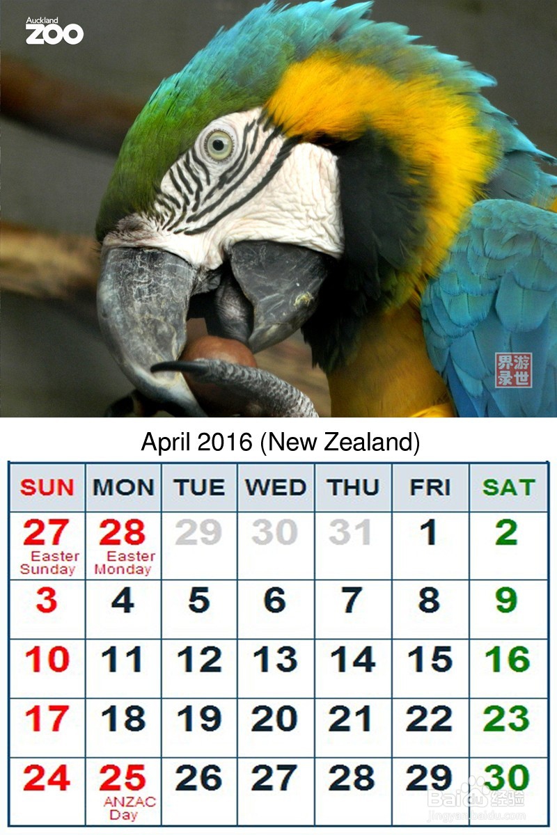 2016年 新西兰动物年历 原创