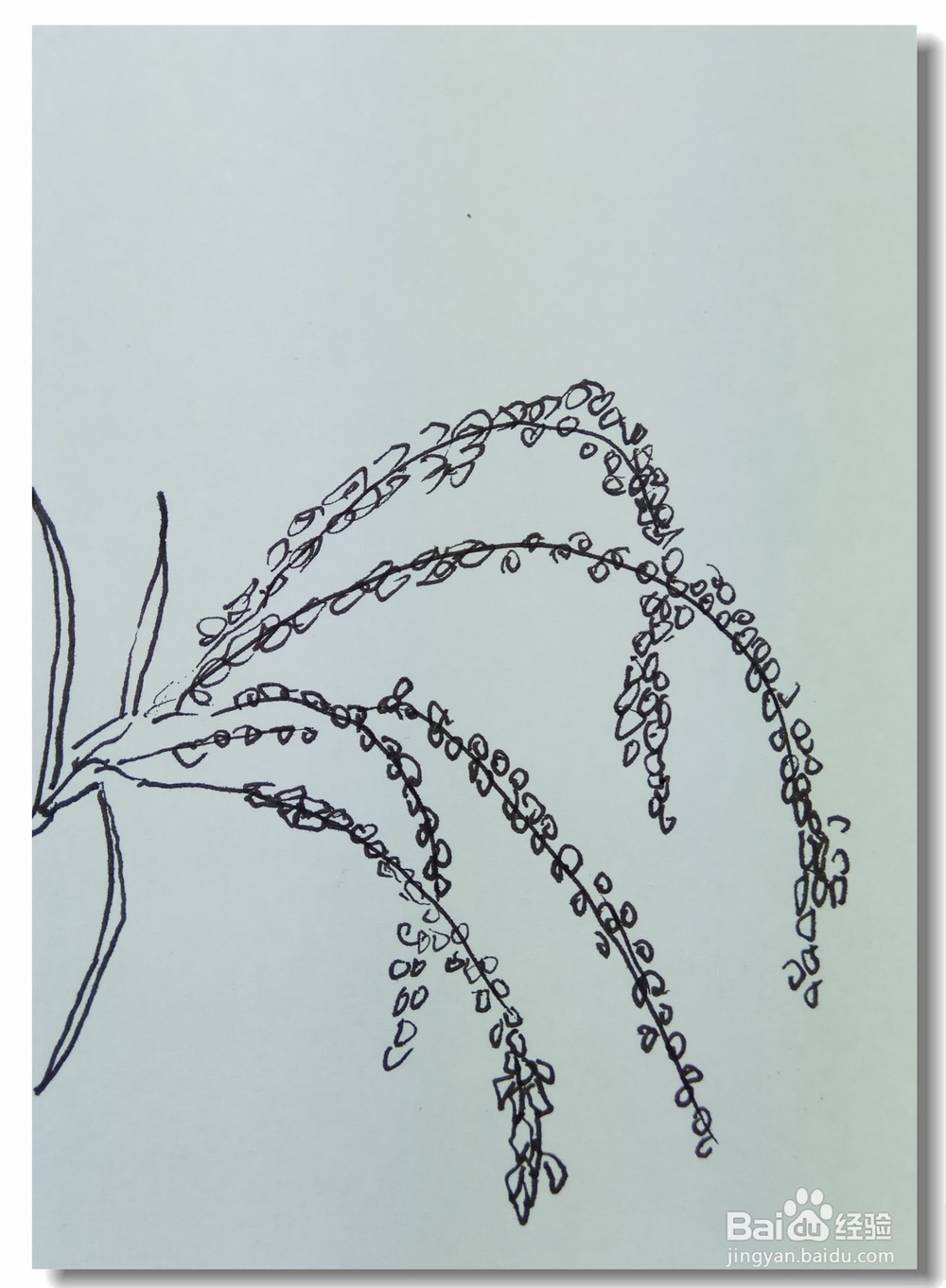 怎样画钢笔画稻谷？