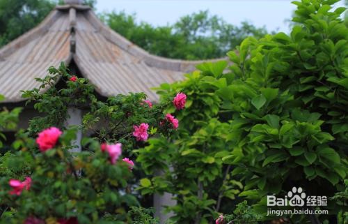 平阴玫瑰园游玩攻略