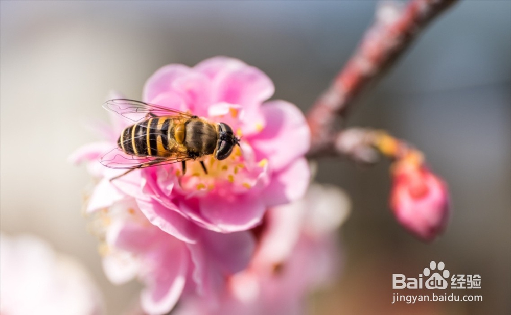 蜜蜂的循环系统一