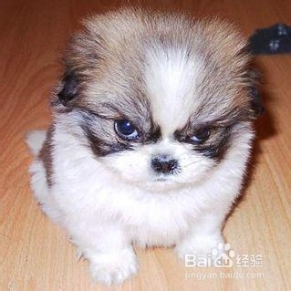 怎样哄你家生病的小狗狗主动吃