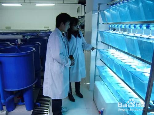<b>实验室如何喂养斑马鱼</b>