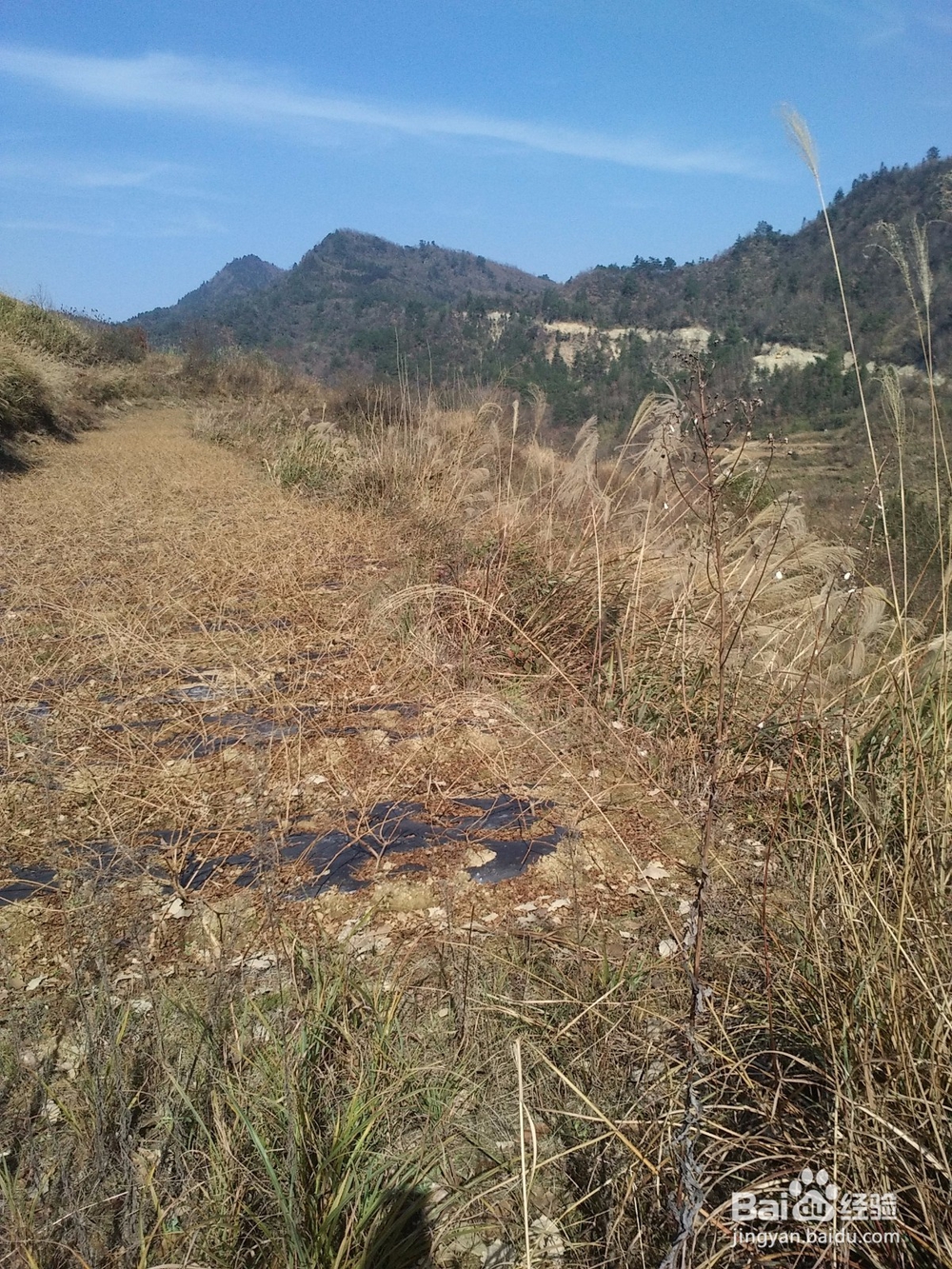 扶贫实现鸣凤人乡村旅游梦想记实