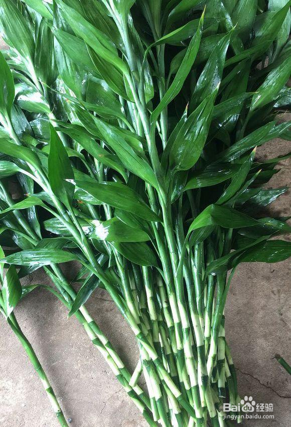 水养富贵竹养几根禁忌