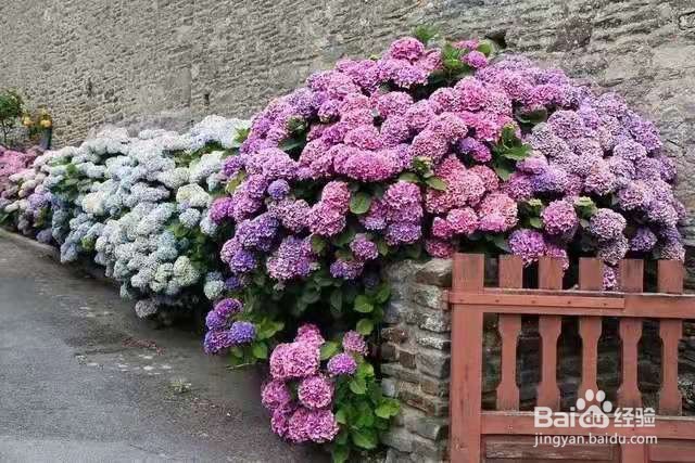 养花别乱换盆，否则黄叶枯萎不开花，越长越差