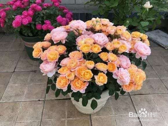 花谢后，剪下“花后枝”，插土里，来年花满盆！