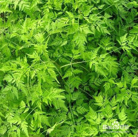 生活中常见中草药及其疗效(四)