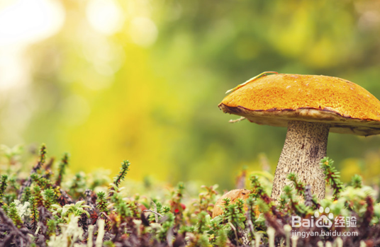 在外旅游时要注意不要误食的美味