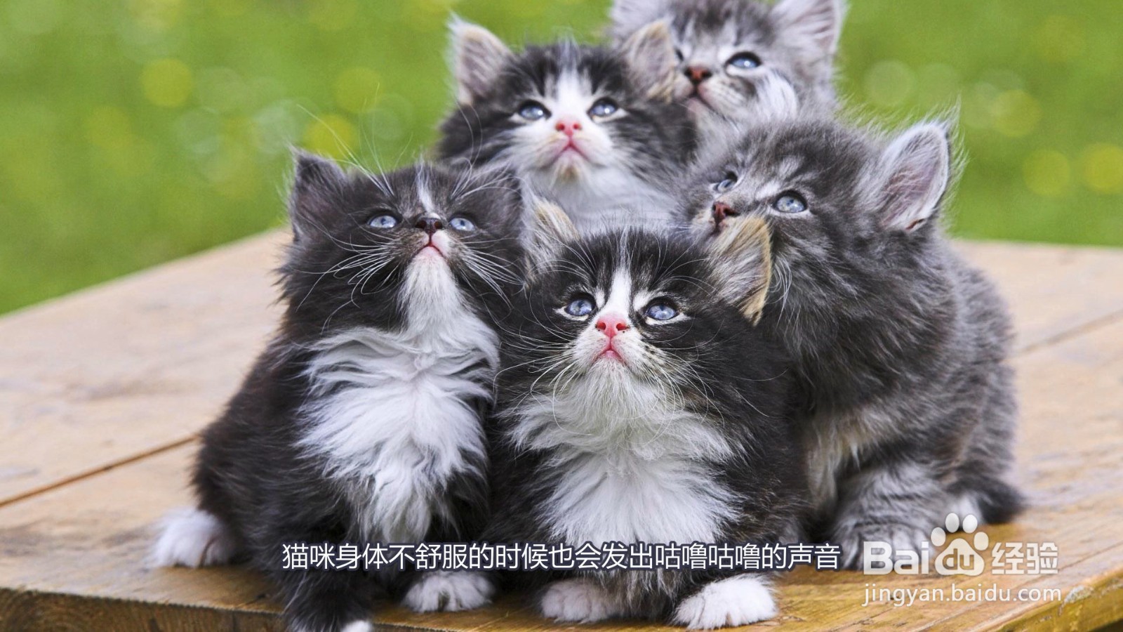 猫发出咕噜咕噜的声音是什么意思