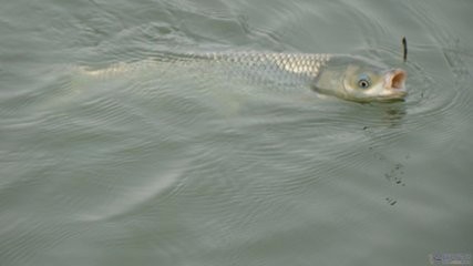 钓鱼怎么调漂和看漂相？