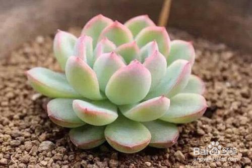 玫瑰莲怎么养