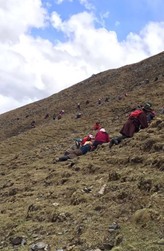 茅台冬虫夏草酒多少钱
