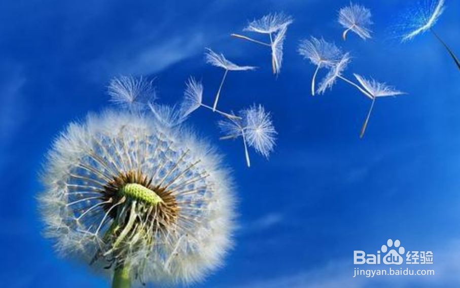 蒲公英怎么传播种子