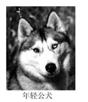 哈士奇的标准是什么