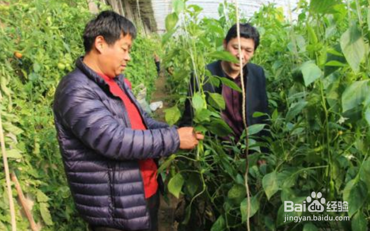 如何使农民稳定取得农产品生产收益