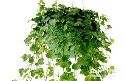 装修除甲醛什么方法最管用