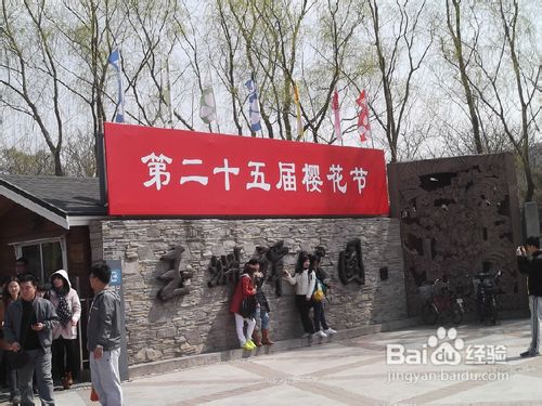 北京玉渊潭公园樱花节游记