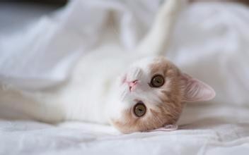 爱猫达人:铲屎官只给爱猫吃商品猫粮可以吗