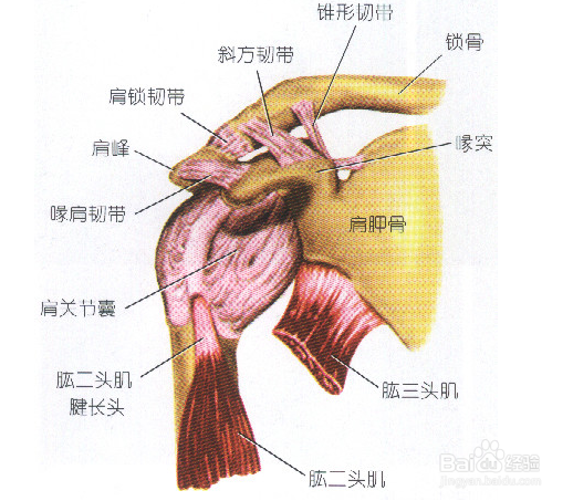肩部酸痛是怎么回事