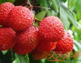 怎么选上好的荔枝？