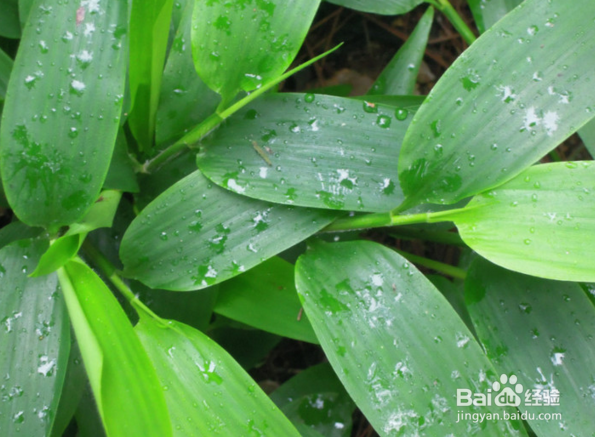 糖尿病人可以吃甜瓜吗?血糖高能吃甜瓜吗?