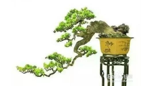 插花枝条弯曲的方法