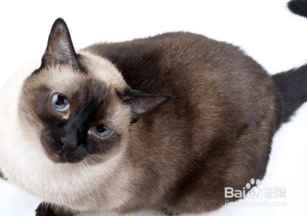 暹罗猫怎么看公母 猫咪的健康繁殖方法