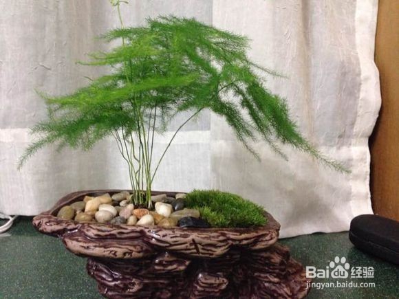 文竹养殖应注意什么