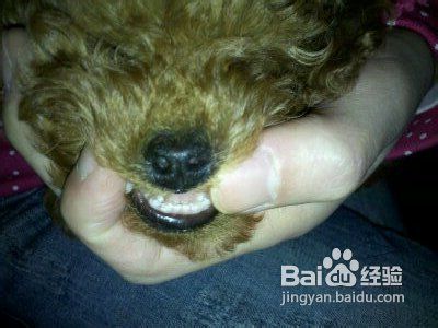 五个方法让水犬贵宾成为游泳健将