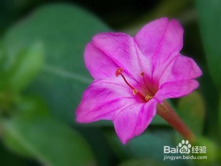 6种专门挑晚上开的花，除了夜来香，你还知道几种？