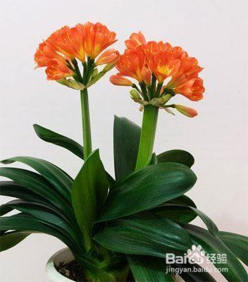 就知道用绿萝吸甲醛,这几种植物净化空气比绿萝好几倍!