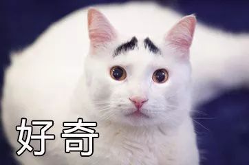 铁皮石斛真能“包治百病”真相你一定要知道！