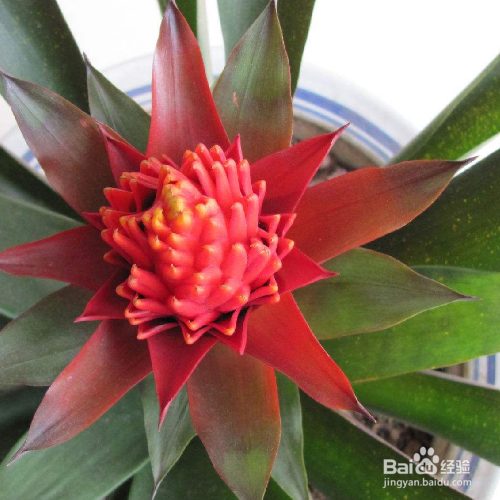 养殖艳凤梨的方法和注意事项