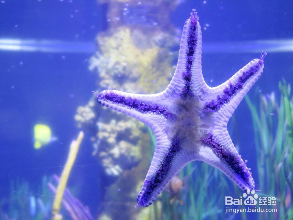 海星该怎么养