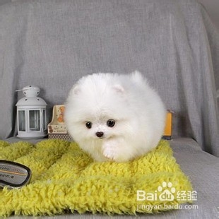 成年狗狗太瘦怎么办