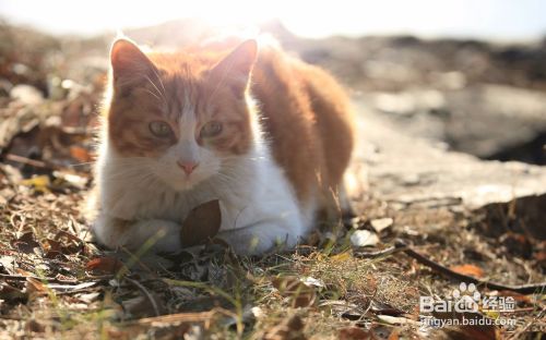 如何跟流浪猫接触